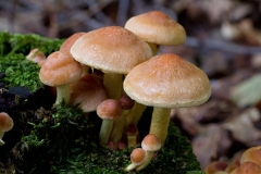 flora flore natuur nature paddestoel paddestoelen mushroom champignon champignons mushrooms